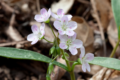 Claytonia virginica