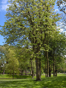 Large Leaved Lime