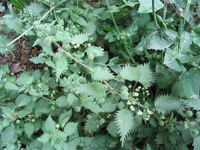 Urtica pilulifera