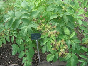 American Spikenard