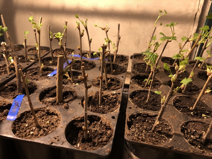 Cuttings started leafing after about 1.5 weeks. Some started through flowers and flower buds, but I gently trimmed them off. Some growing several leaves and even small branches, while others are still taking their sweet time to leaf out. 