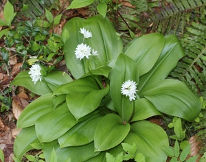 Clintonia udensis