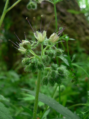 Hydrophyllum tenuipes