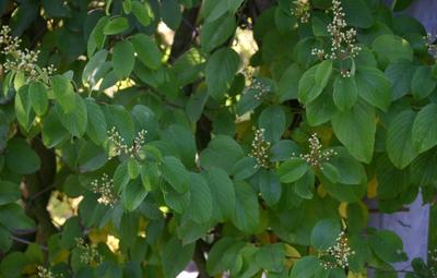 Berchemia racemosa