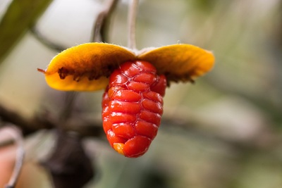 Pittosporum bicolor