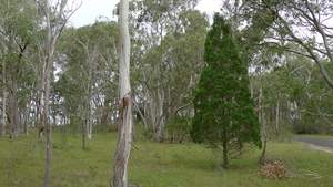 Red Cypress-Pine