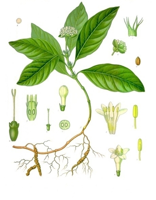 Carapichea ipecacuanha