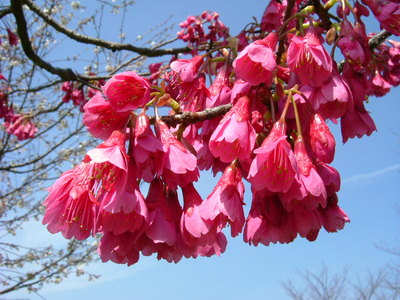 Prunus campanulata