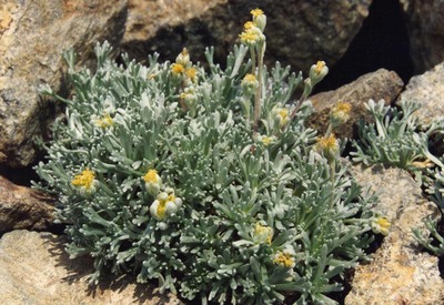 Artemisia umbelliformis