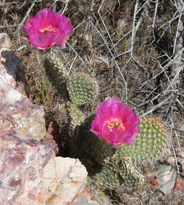 Plains Prickly Pear