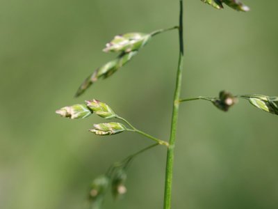 Poa annua