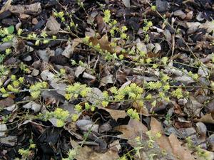 Creeping Willow