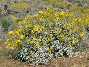 Brittle Bush