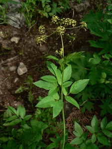 Western Sweet-Cicely