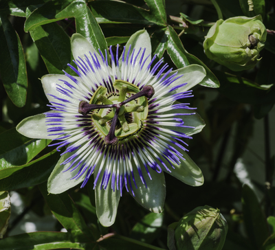 Passiflora caerulea