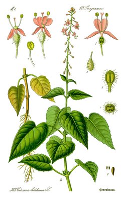 Circaea lutetiana