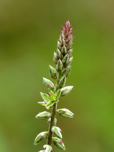 Devil's Horsewhip