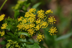 Golden Alexanders