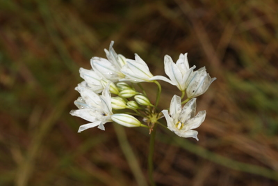 Triteleia hyacinthina