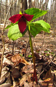 Beth Root - Indian Balm