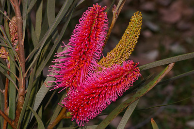 Hakea francisiana flowers