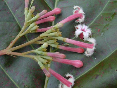 Cinchona pubescens