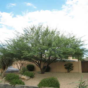 Thornless Chilean Mesquite
