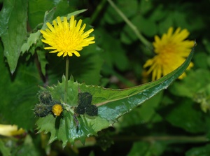 Sonchus oleraceus