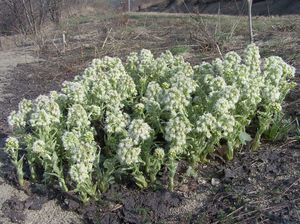 Butterbur