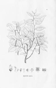 Fustic Tree