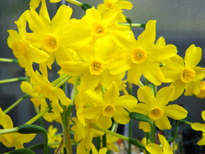 Jonquil