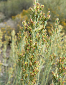 Black Sagebrush