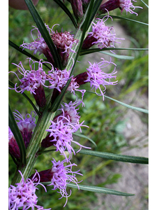 Slender blazing star