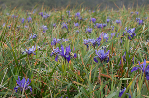 Mountain Iris