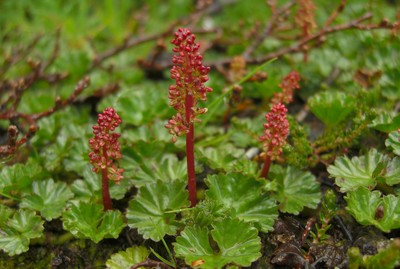 Gunnera magellanica