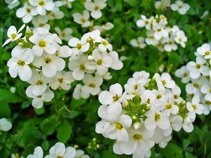 Rock Cress