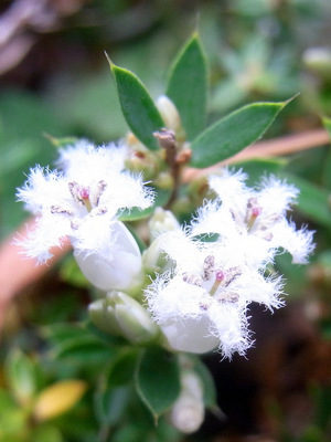 Pentachondra pumila