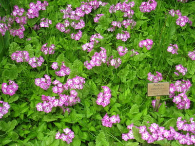 Primula sieboldii