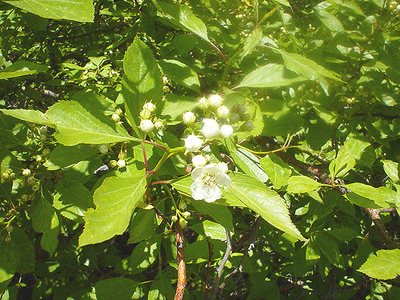 Crataegus rivularis