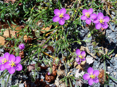 Spergularia rubra