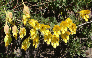 Tropaeolum leptophyllum