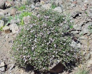 Thyme