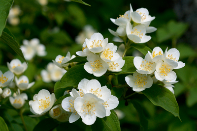 Philadelphus pubescens