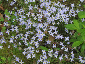 Azure bluet or Quaker ladies