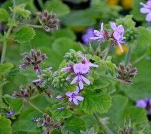 Grapeleaf geranium