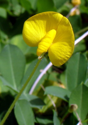 Arachis glabrata