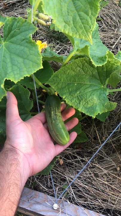 Everything is growing well! Looking forward to identifying the cucumbers to see which are the most prolific. Really hoping some of the white cucumbers show up.