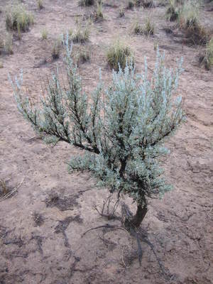 Artemisia tridentata