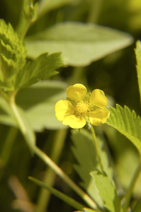 Old Field Cinquefoil