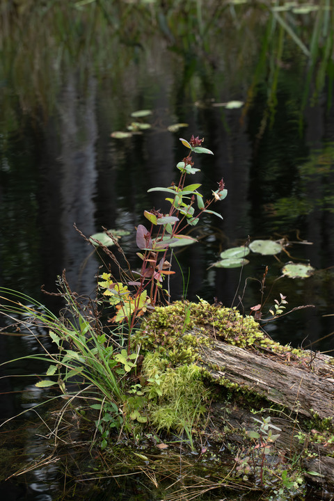 Pleasant observations from a good hike in the White Mountains, New Hampshire, USA:

+ Calligrapher fly (toxomerus)
+ Digging bees (anthophorini)
+ Jack in the pulpit (arisaema triphyllum)
+ Coral tooth fungus 
+ Rock tripe lichen
+ Yellow fairy cups
+ Wolf's milk (lycogala epidendrum)
+ Cucumber root (medeola virginiana)
+ Honey mushrooms
+ Oakmoss
+ Beard lichen
+ Shield lichen
+ Sphagnum moss
+ Waxcaps
+ Bunchberry
+ Marsh St. John's wart
+ White coral fungus
+ Scalycaps(pholiota) 
+ Three-way sedge
